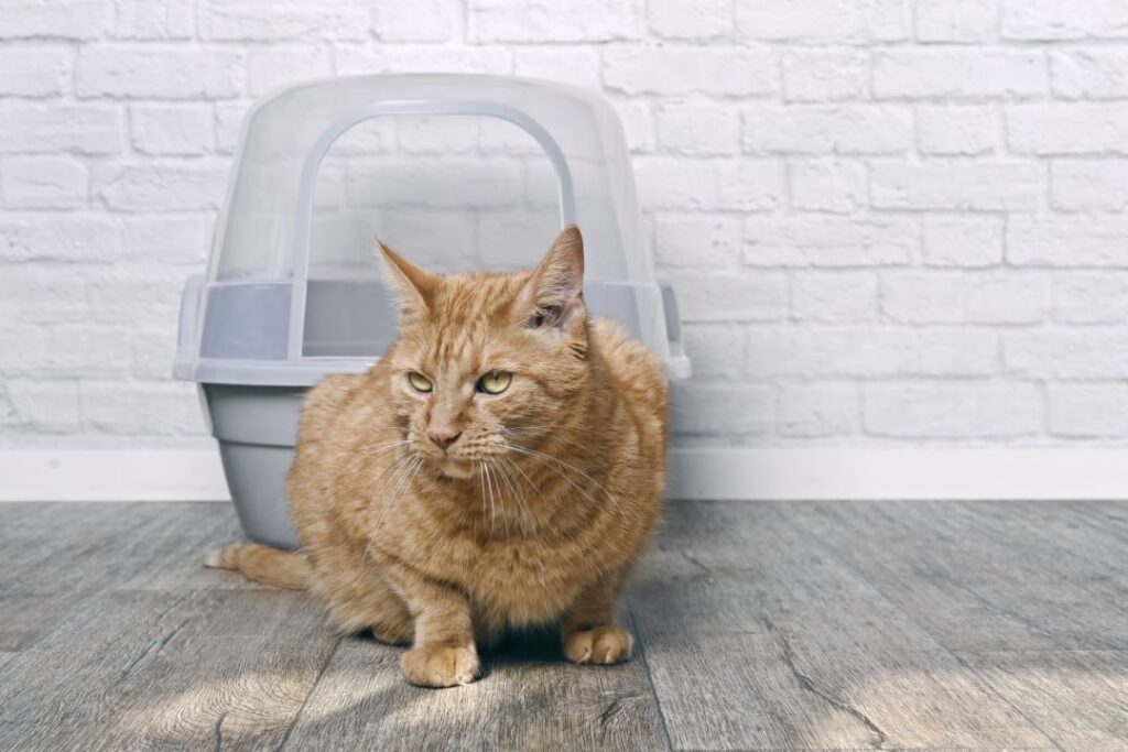 Cat not using litter box due to health issue