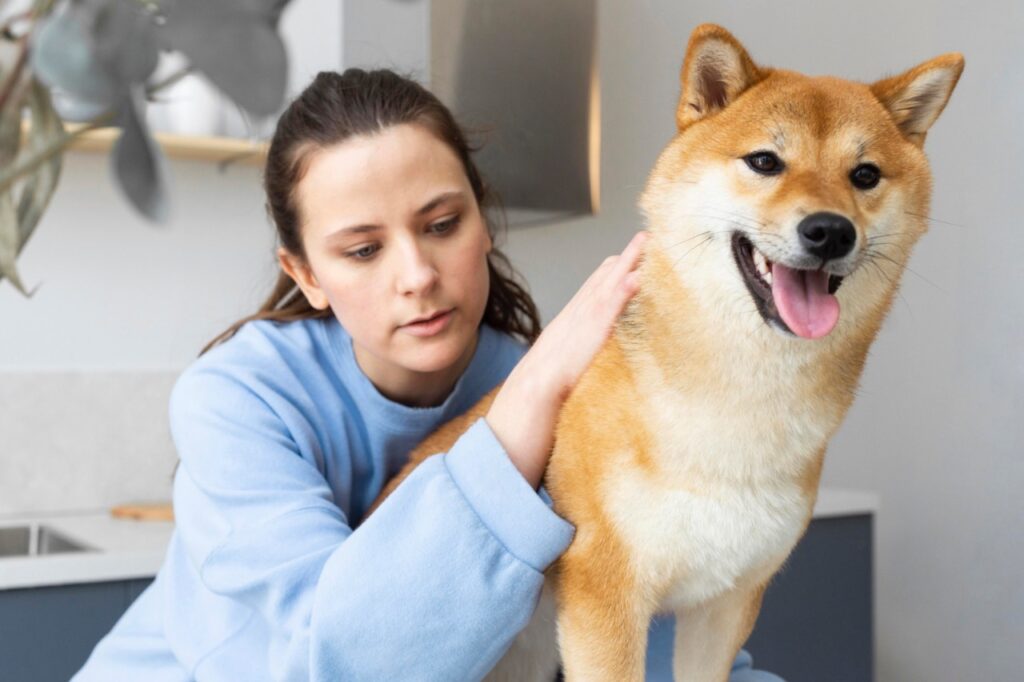 Shiba Inu