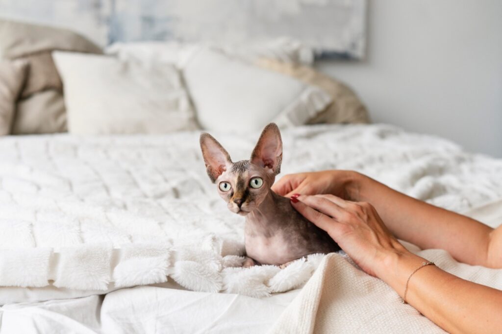 Sphinx Cat Care
