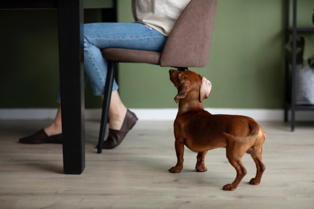 Ignoring a dog
