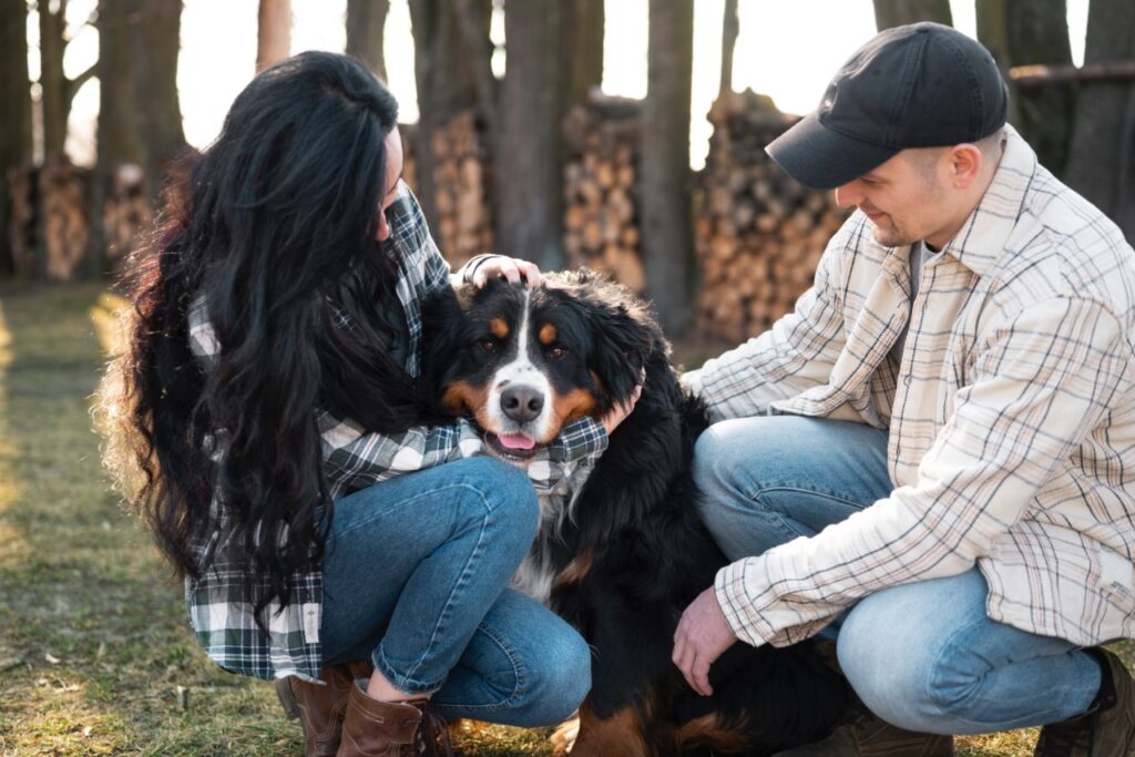 Bernese Mountain Dog Social