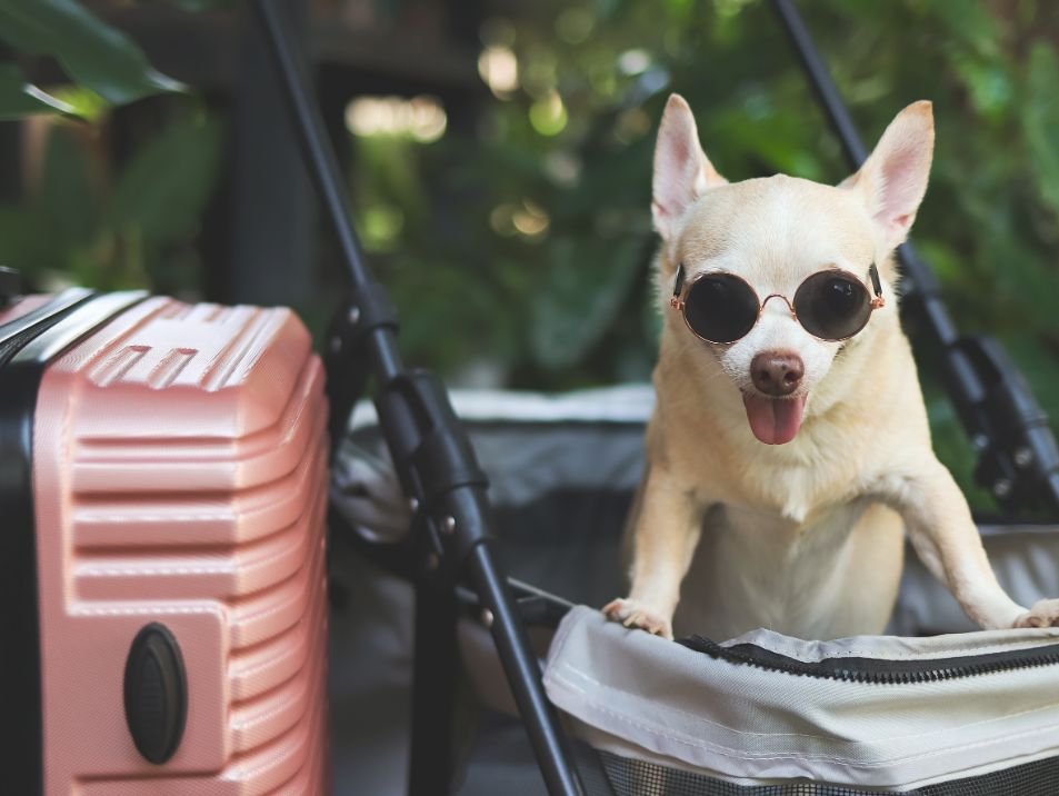 Pet dog Travel