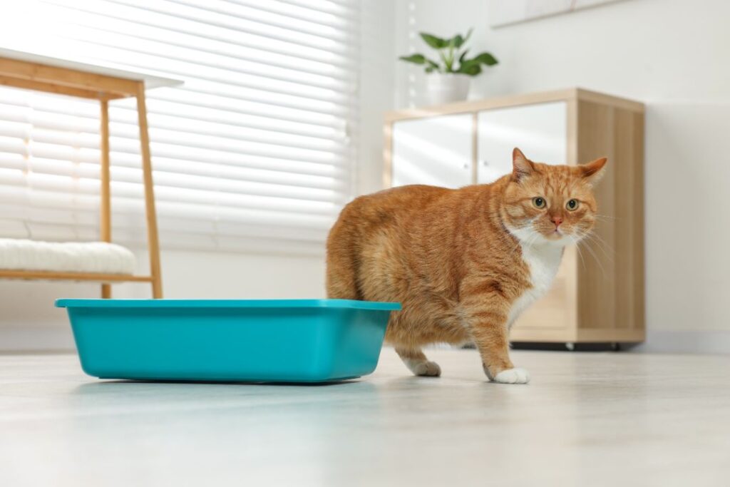 Cat litter box size matter