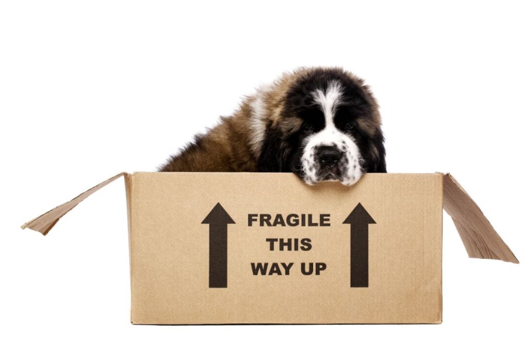 Dog Cardboard castle destruction
