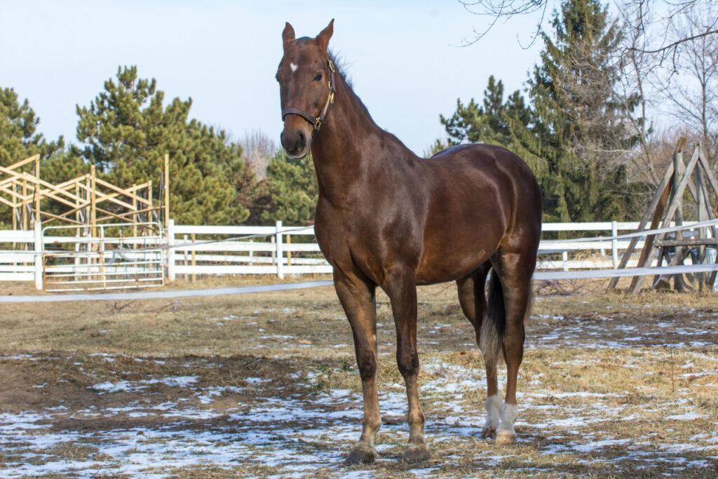 American Saddlebred 