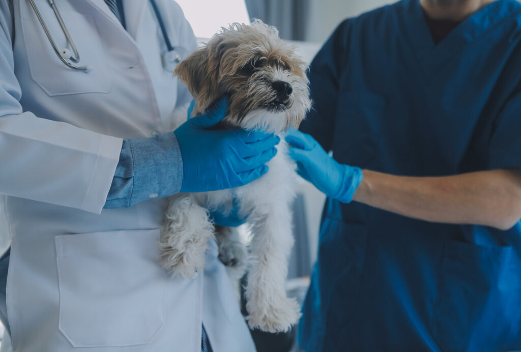 Leptospirosis vaccine in dogs