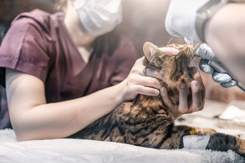 Cat Chronic Kidney Disease