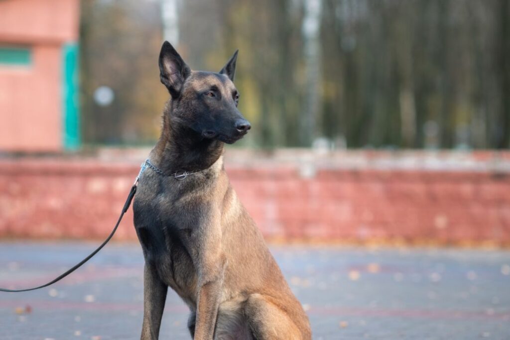 8 Reasons Belgian Malinois Owners Never Go Back to Another Breed