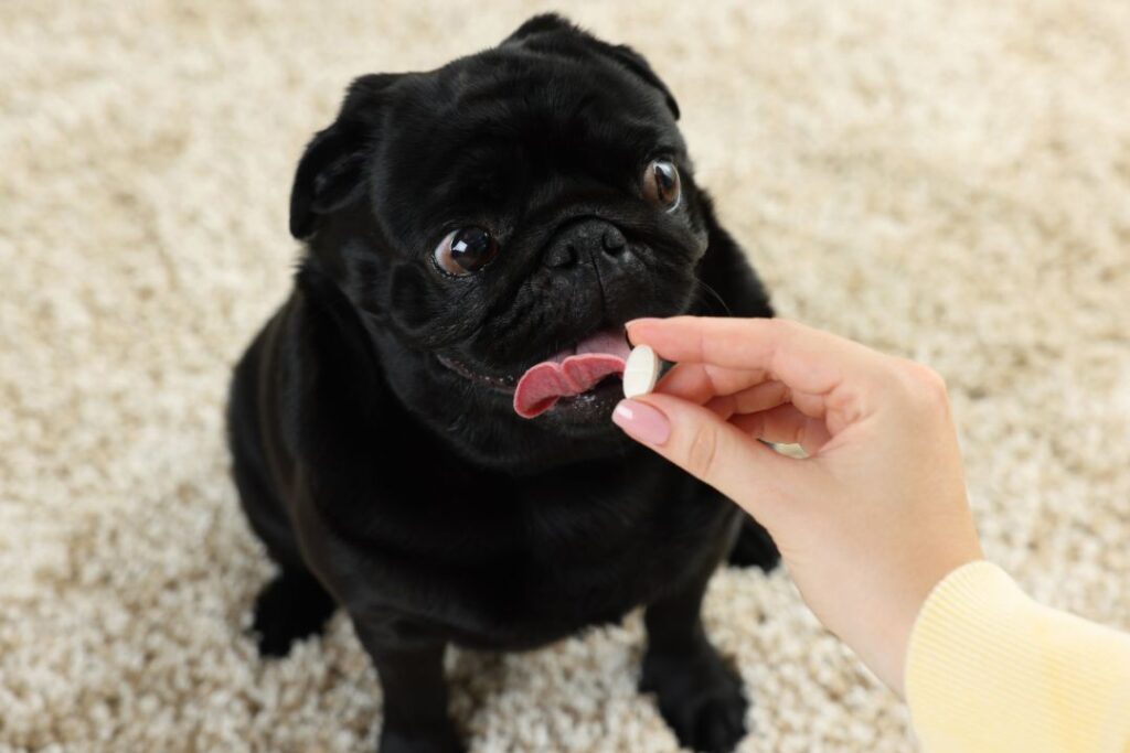 10 Vet-Approved Tips to Keep Your Dog’s Joints Healthy