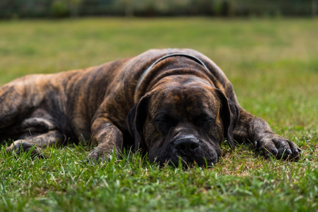 dogo-canario-or-presa-canario-a-dog