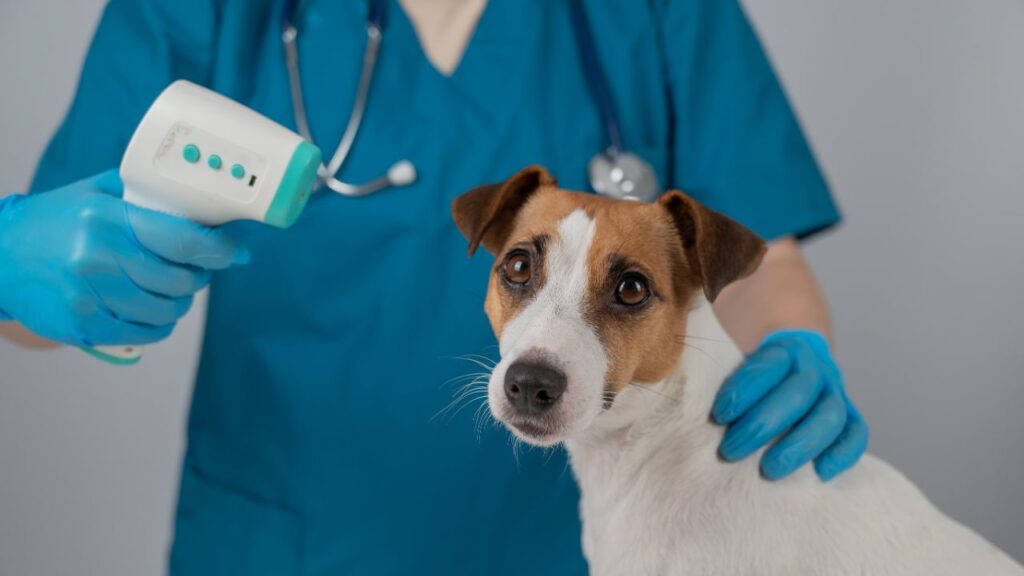 12 Crucial Reasons Every Pet Needs Regular Vet Visits (More Than Just Shots!)