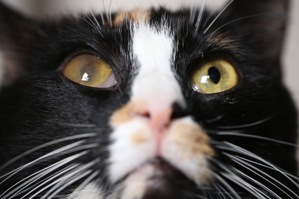 Cataracts in kitten/cat