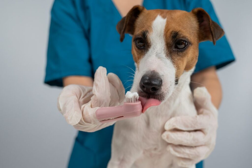 Brushing Can Save You Thousands in Vet Bills