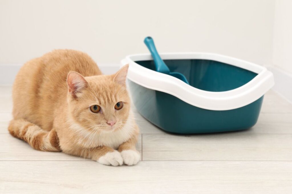 Why Some Cats Suddenly Stop Using the Litter Box (And How to Fix It)