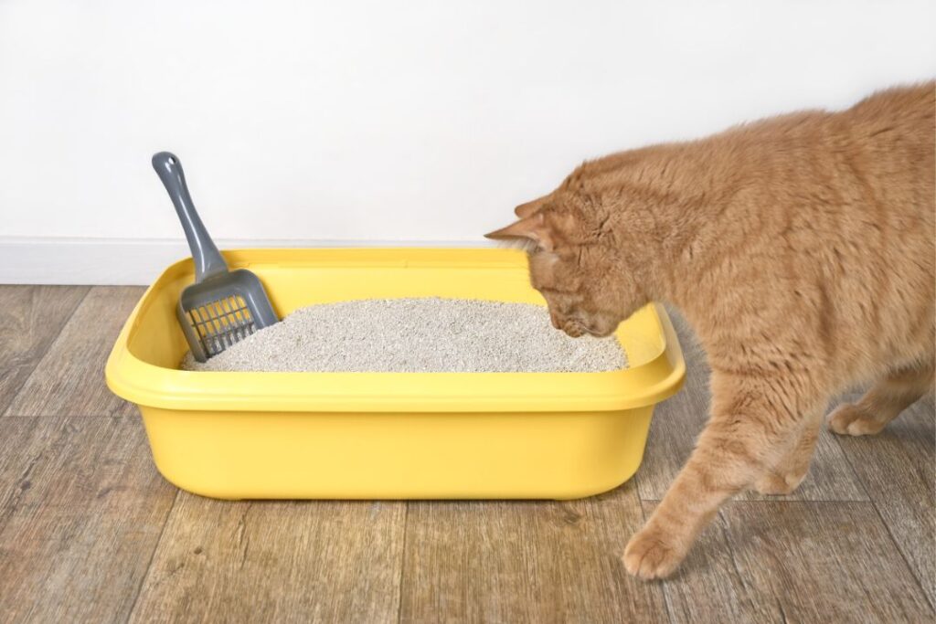 Cat doesnot like litter box