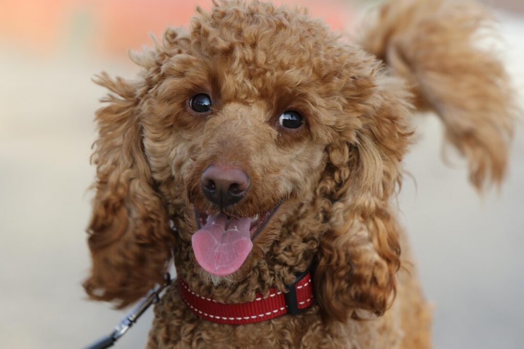 poodle