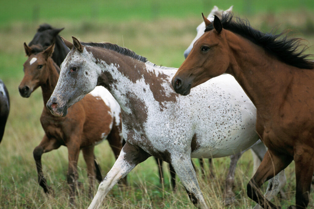 American Saddlebred 