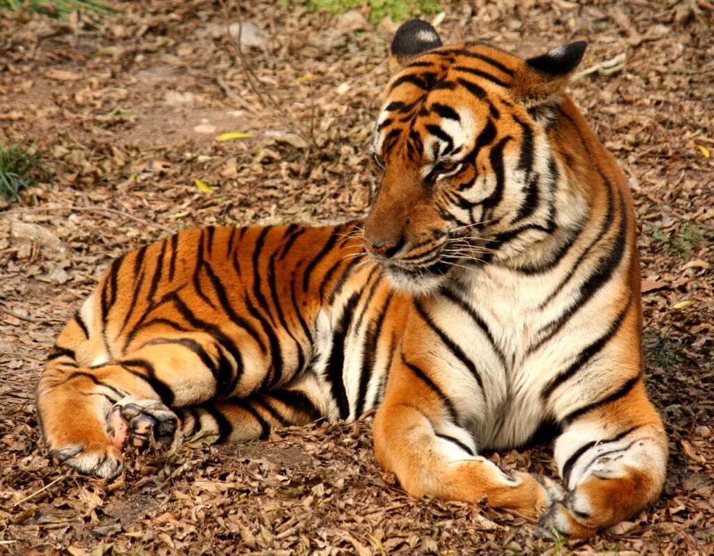 South Chinese Tiger (Panthera tigris amoyensis)