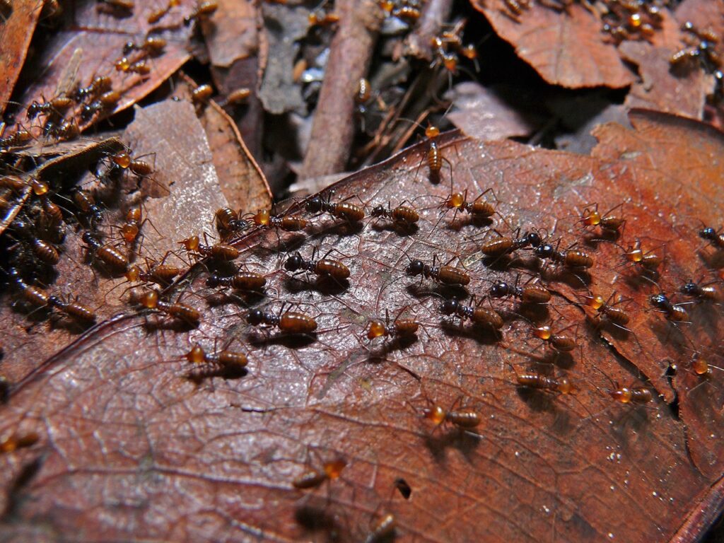 Hordes of Termites (Nasutitermes) on a march for food