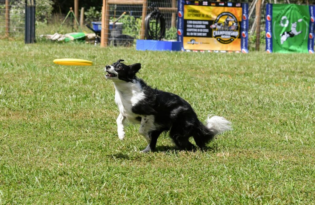 Border Collie playing fetch and be obedient