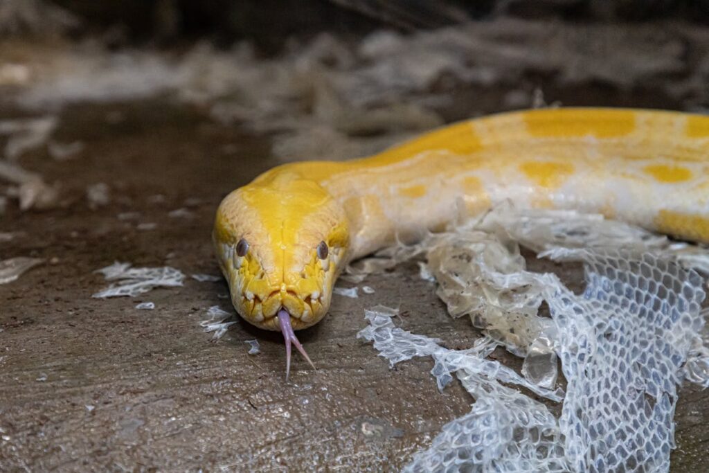 Pet Snake Skin Shedding