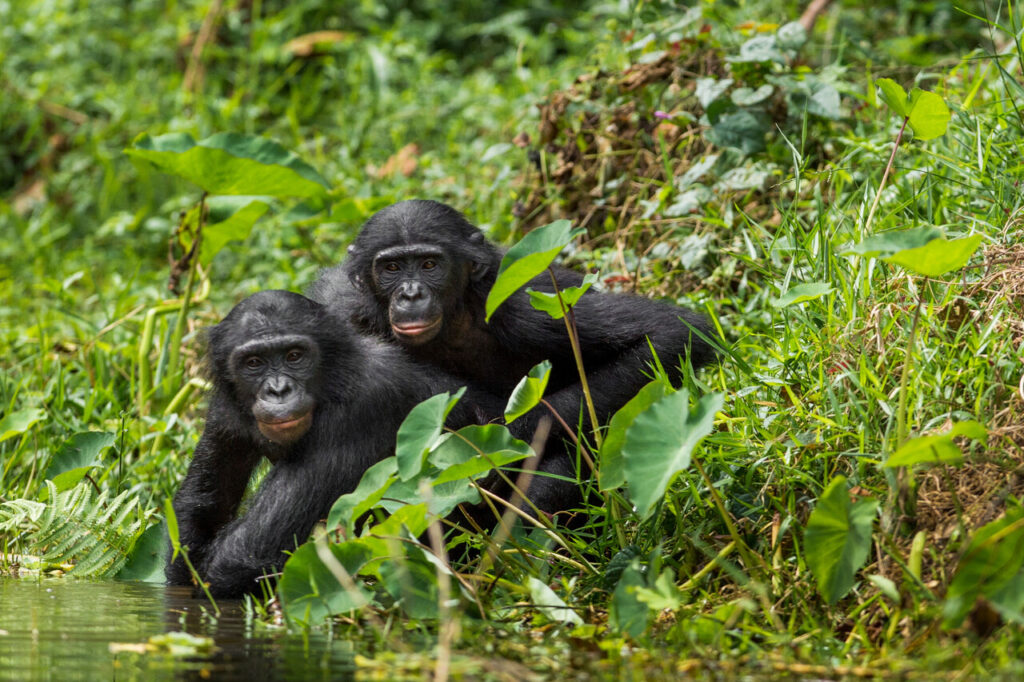 Bonobos (Pan Paniscus) on green natural background.
