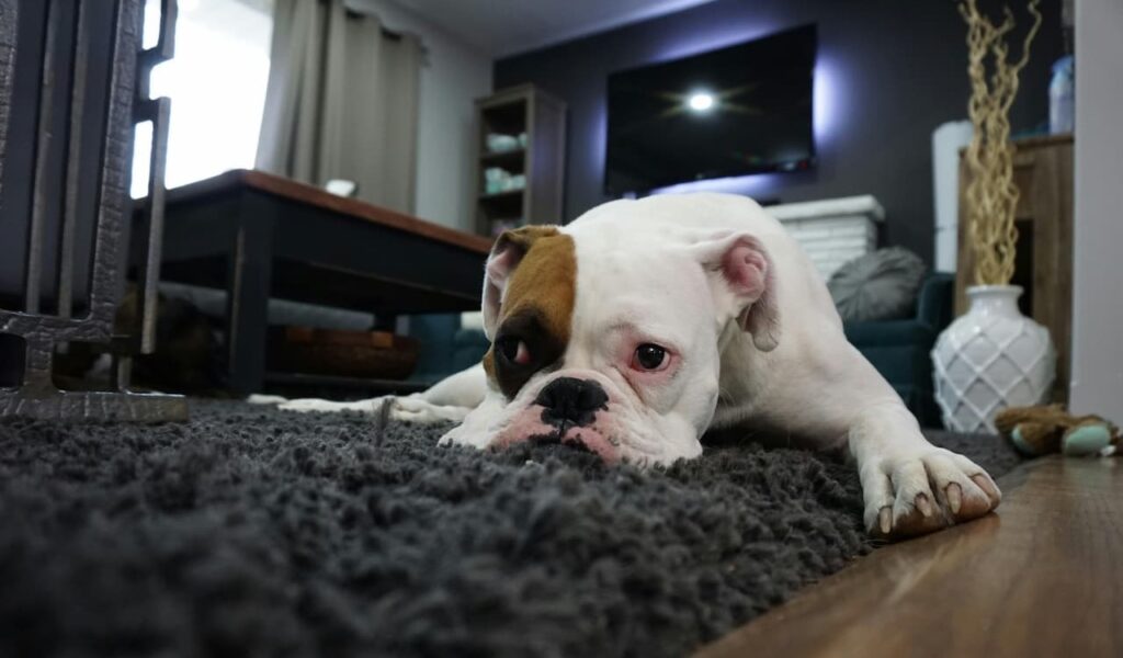 Sad boxer dog lying on carpet