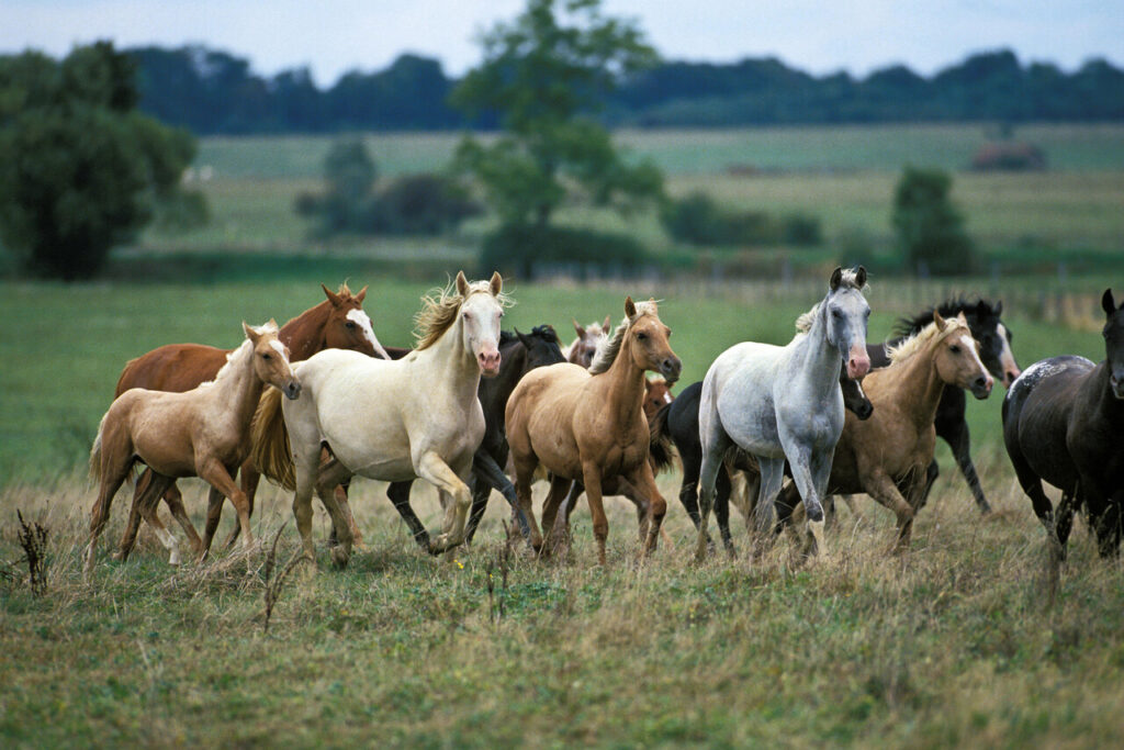 American Saddlebred 