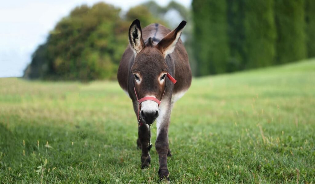 Donkey with red halter walking on grass