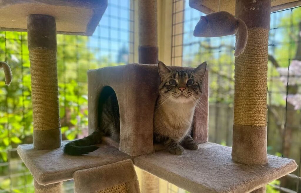 Tabby resting in a cat tree inside a catio.