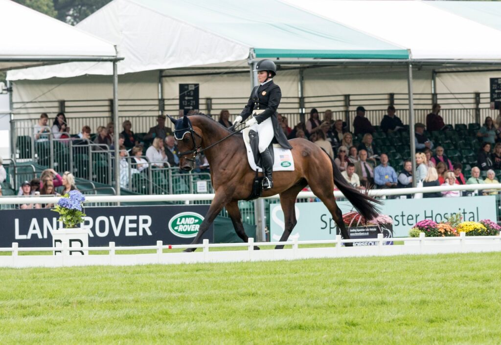 Irish Sport Horse