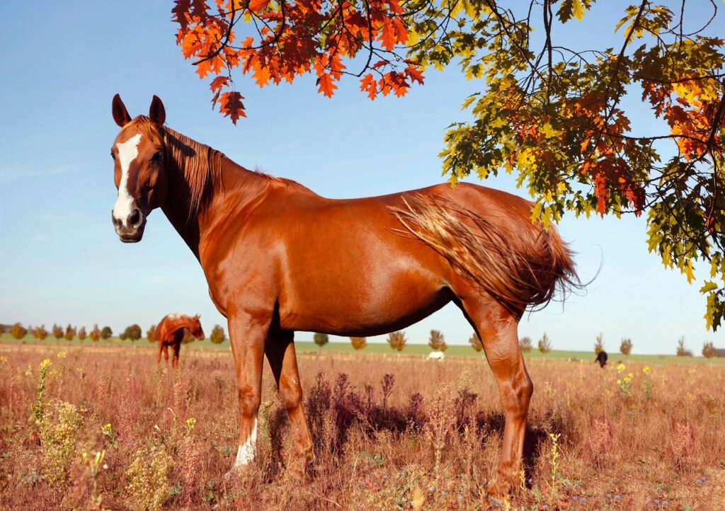 warmblood