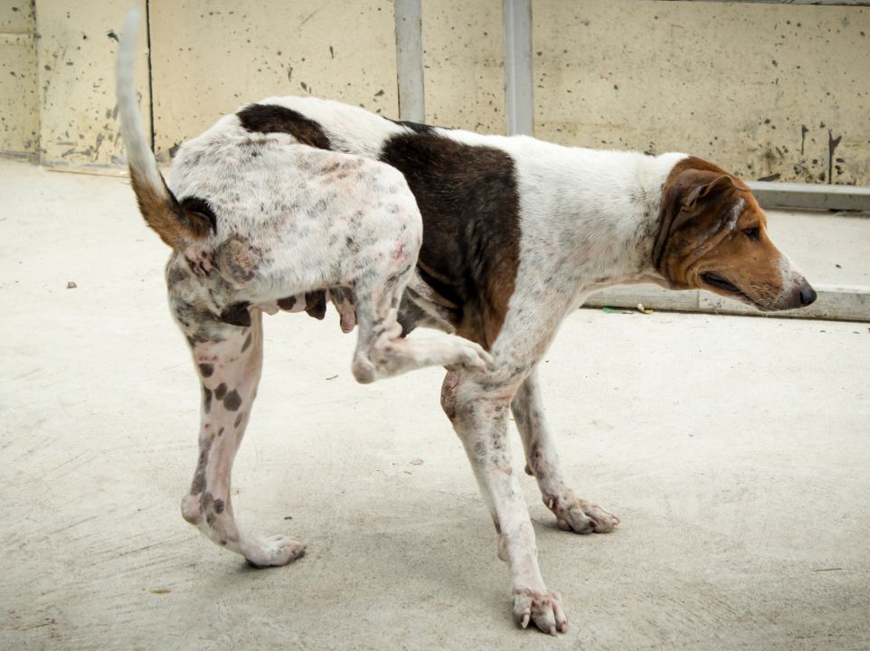 Undiagnosed Dog Allergies