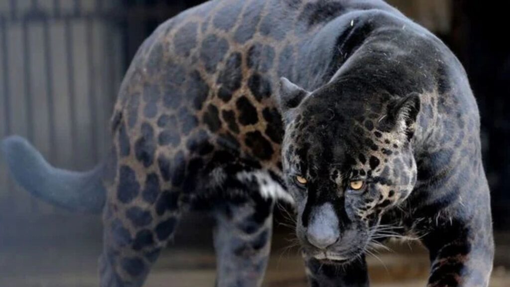 Jagilion (Male Jaguar + Female Lion)