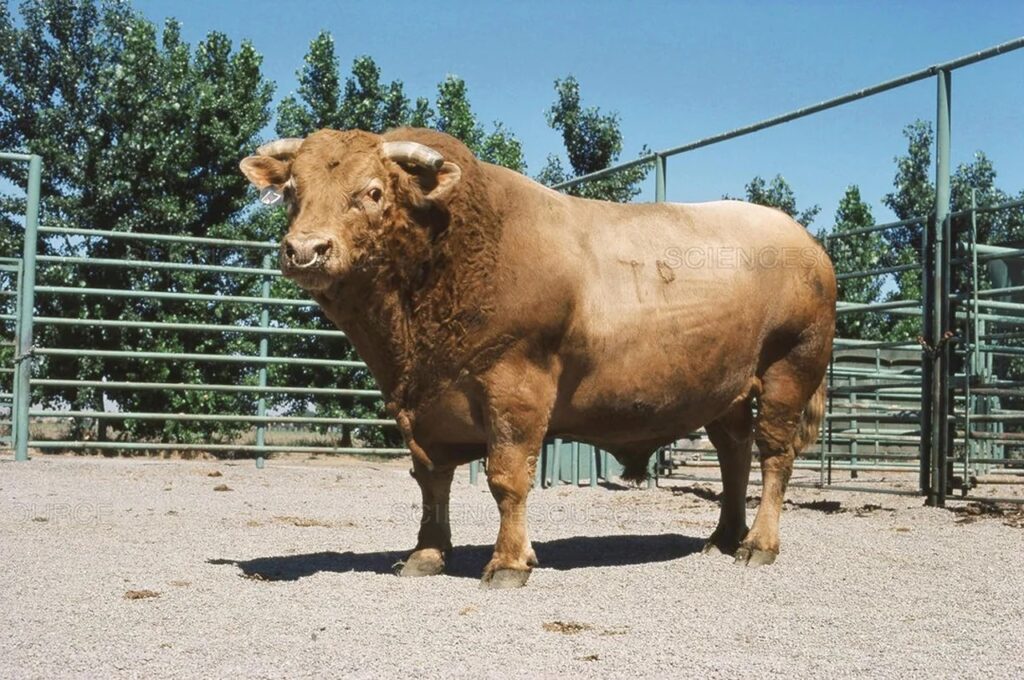 Beefalo, which is a hybrid of a domesticated cow and an American Bison.