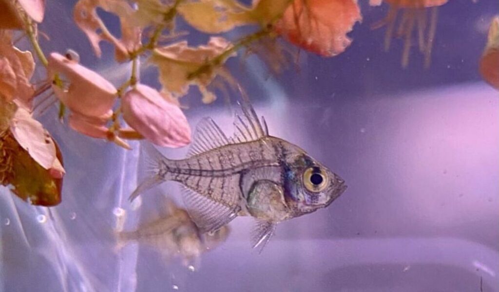 Transparent Indian glassy fish near pink plants.