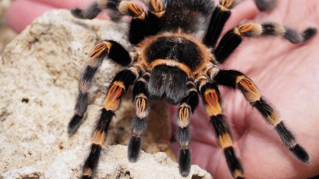 Close-up of a tarantula crawling on a hand and rock.