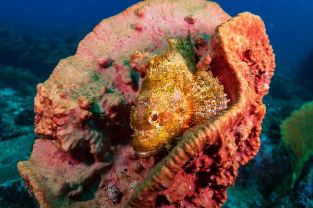 Stonefish