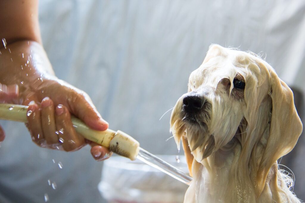 Dog Bath