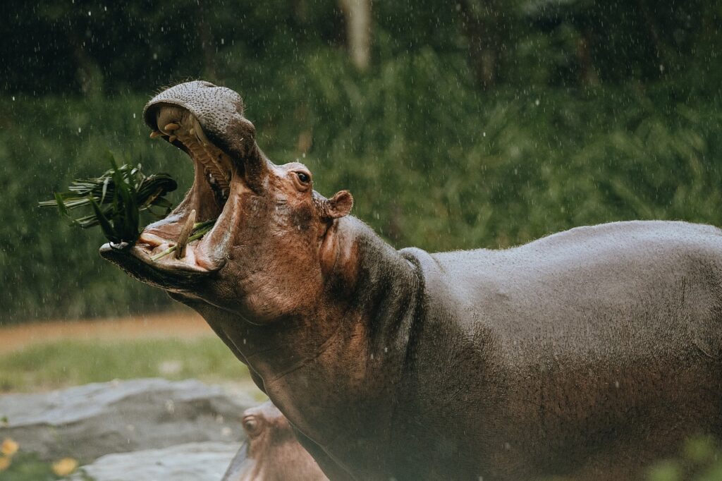 Dangerous Hippo
