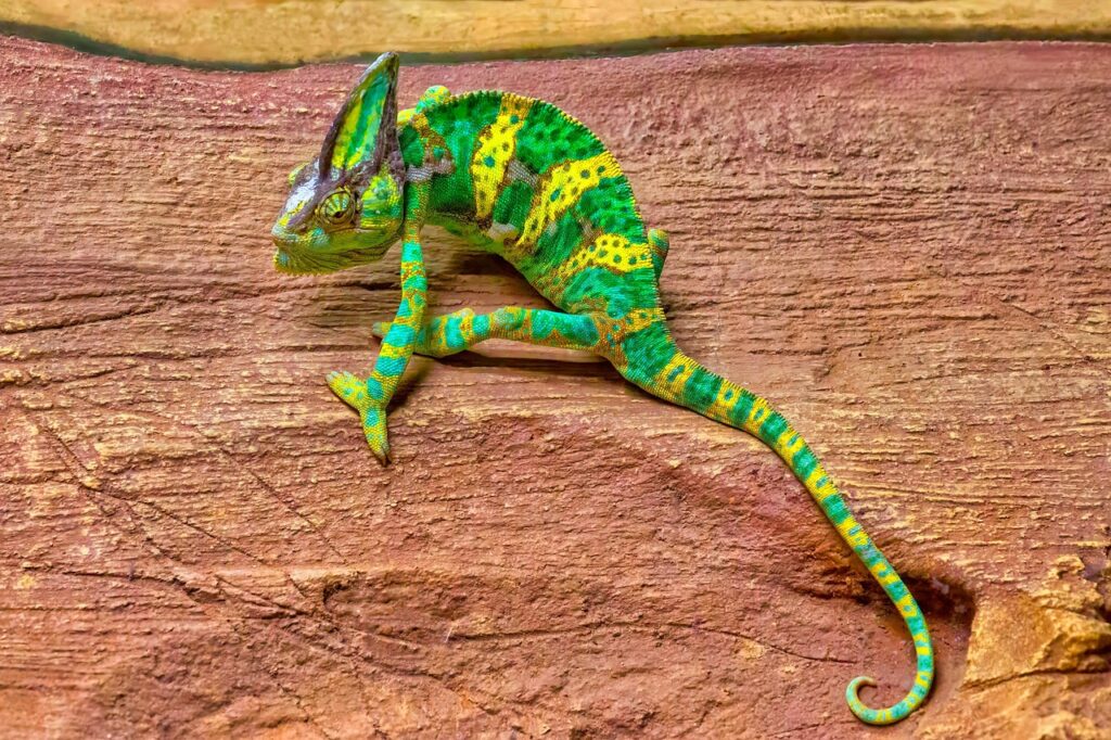 veiled chameleon