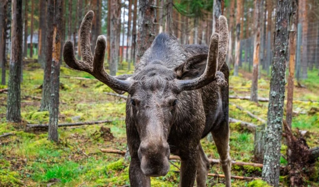Moose with velvet-covered antlers standing in a mossy forest.