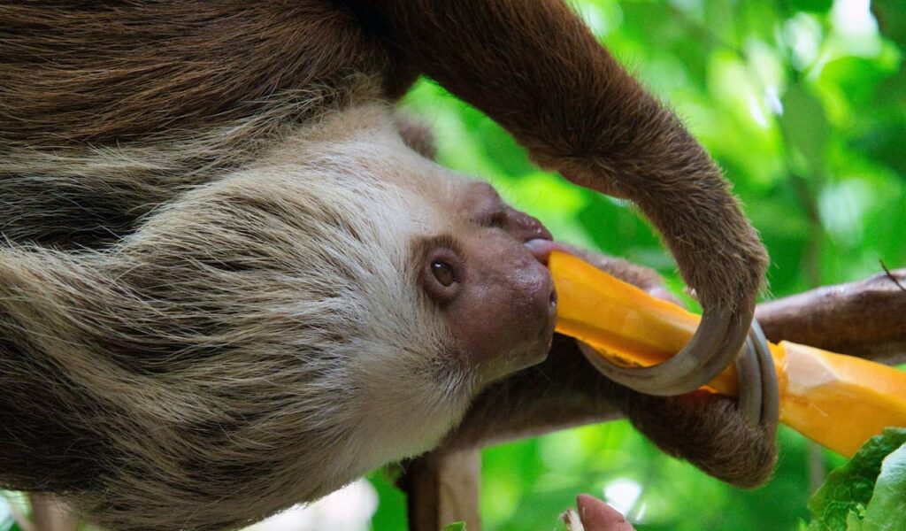 Sloth eating while hanging upside down