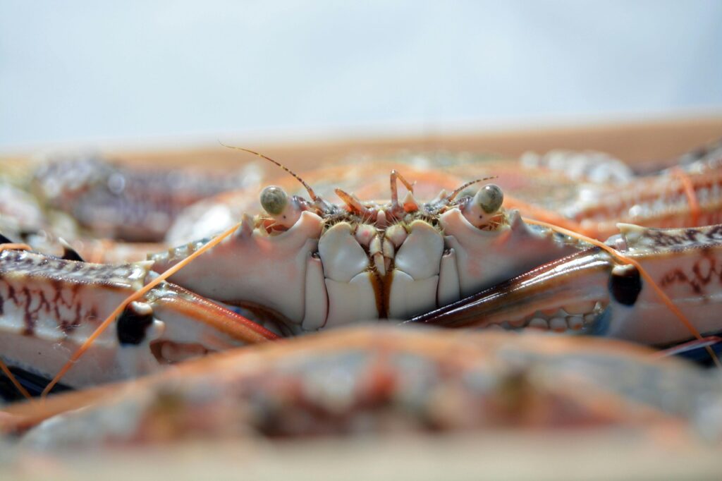 Close-up of a crab