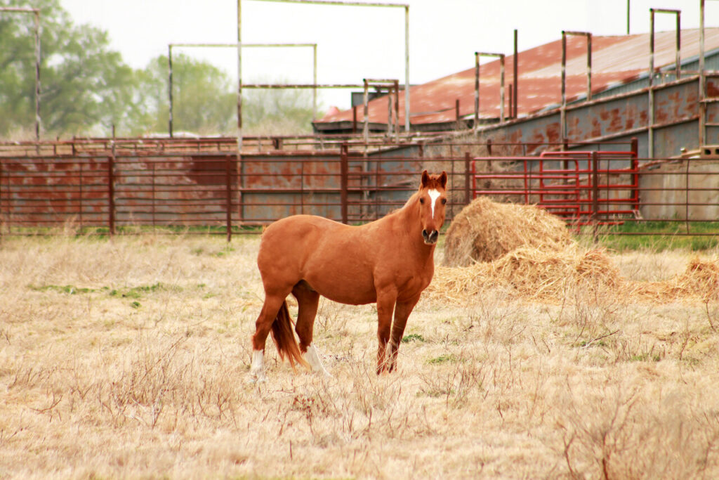 American Saddlebred 