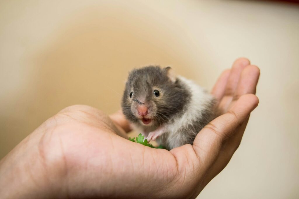 Hamster in Hand