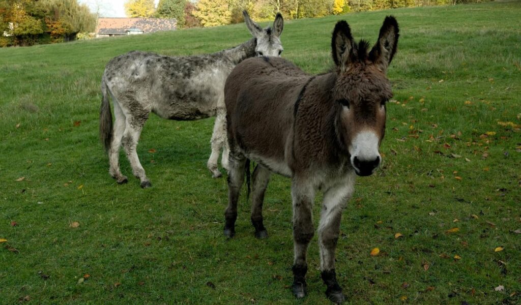 Two donkeys grazing on green field