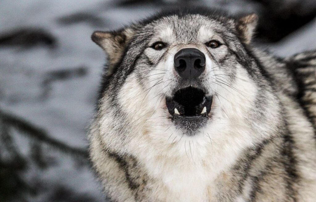Close-up of a Northwestern Wolf howling in a snowy landscape.
