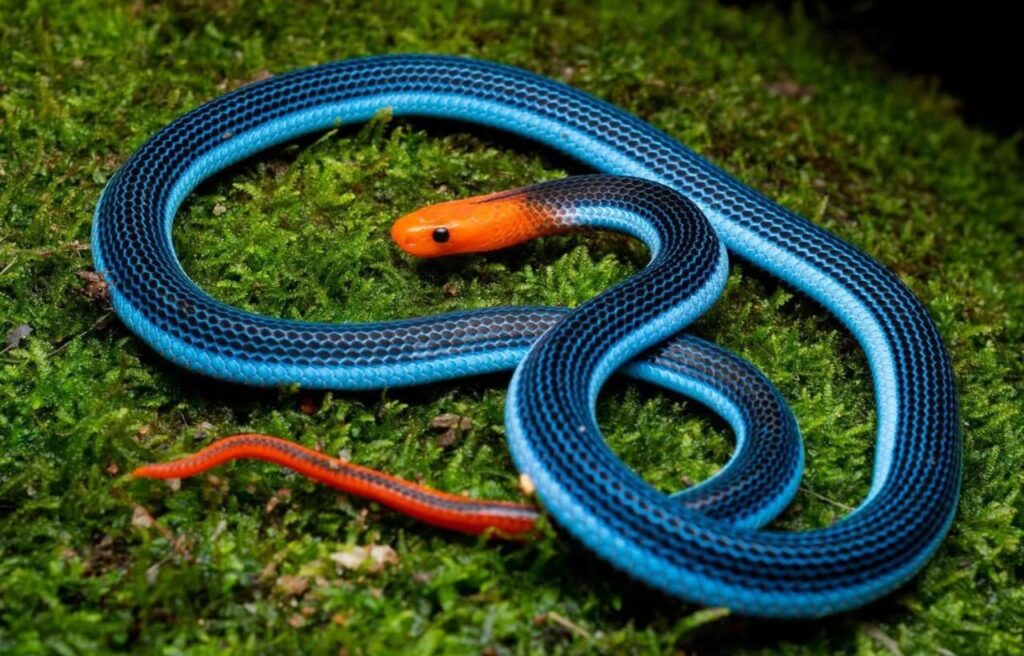 Vivid Blue Malayan Coral Snake with a bright orange head on green moss.