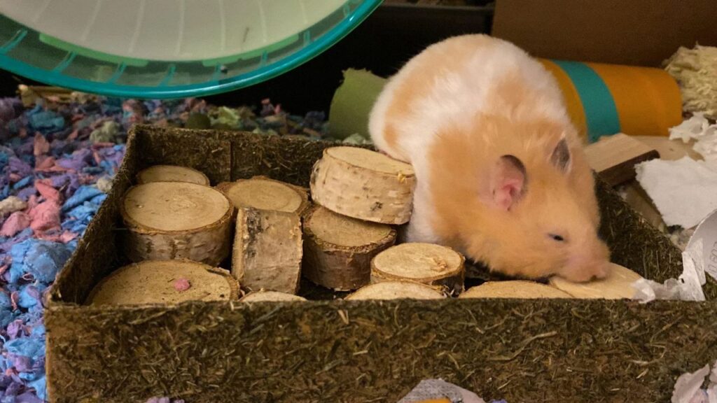 Light brown hamster sniffing or chewing wooden blocks.